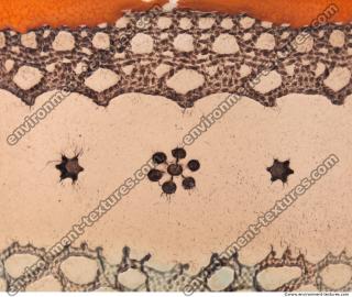 Photo Texture of Ornaments Ceramic 0004